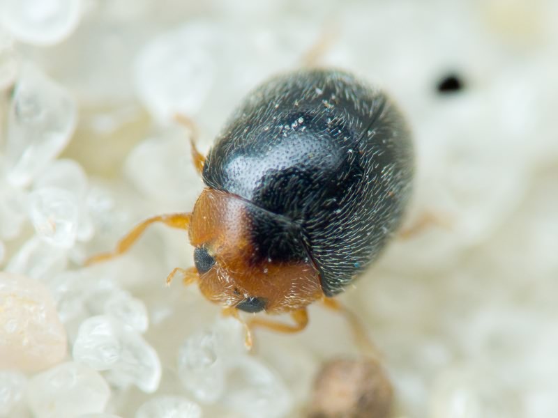 Scymnus auritus Thunberg, 1795